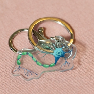 May include: A clear keychain with a detailed illustration of a neuron, featuring a blue cell body, green myelin sheath, and branching dendrites and axon. The keychain is attached to a silver key ring.