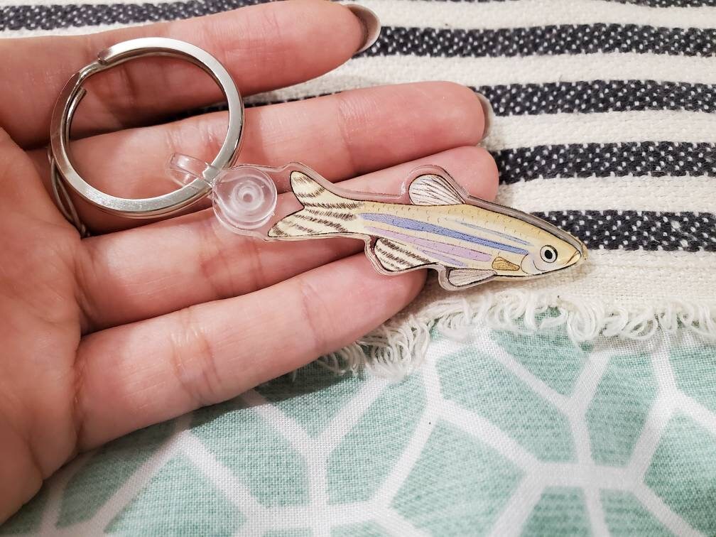 Portachiavi Zebrafish, portachiavi di biologia molecolare, portachiavi scientifico acrilico, regalo per ricercatori, regalo per studenti di medicina - Italia