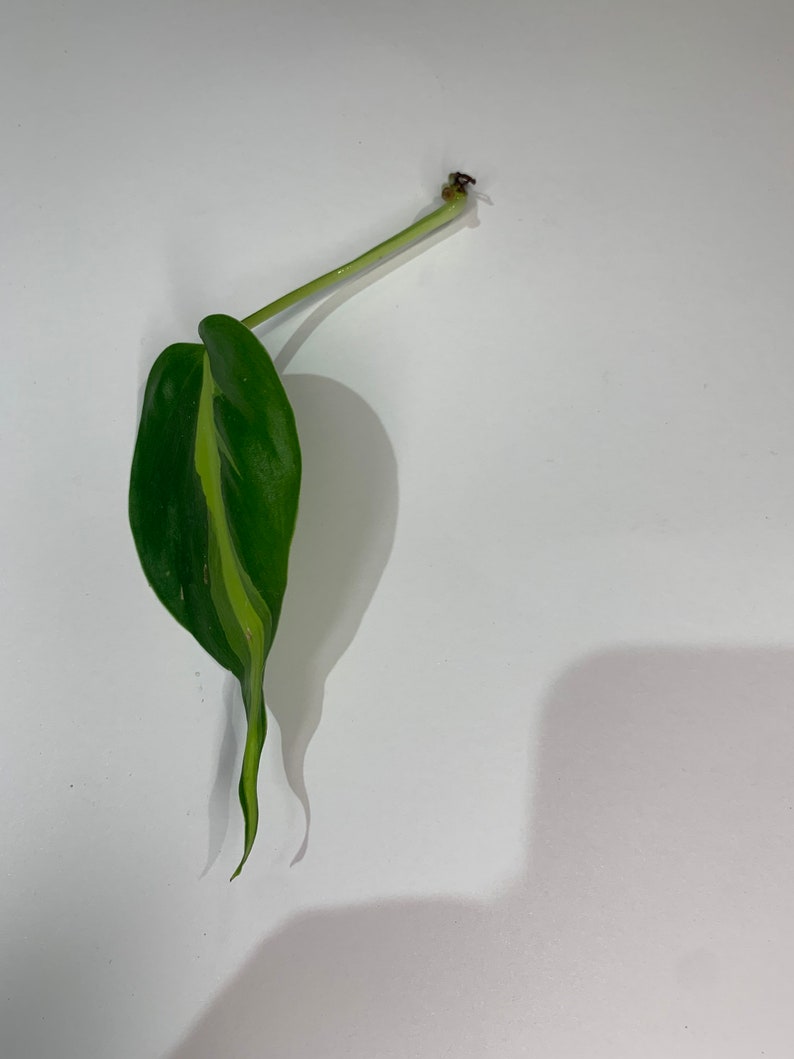 LIVE UNROOTED philodendron brasil cutting