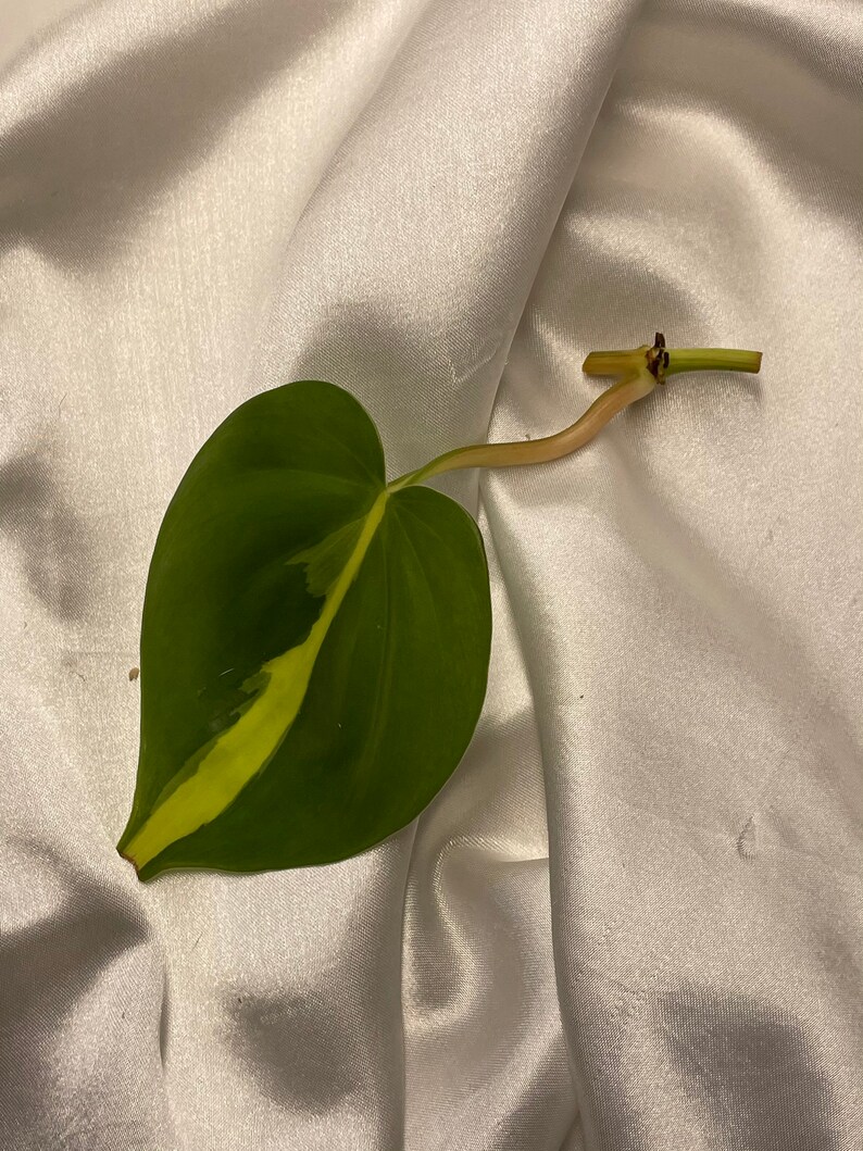 LIVE UNROOTED philodendron brasil cutting
