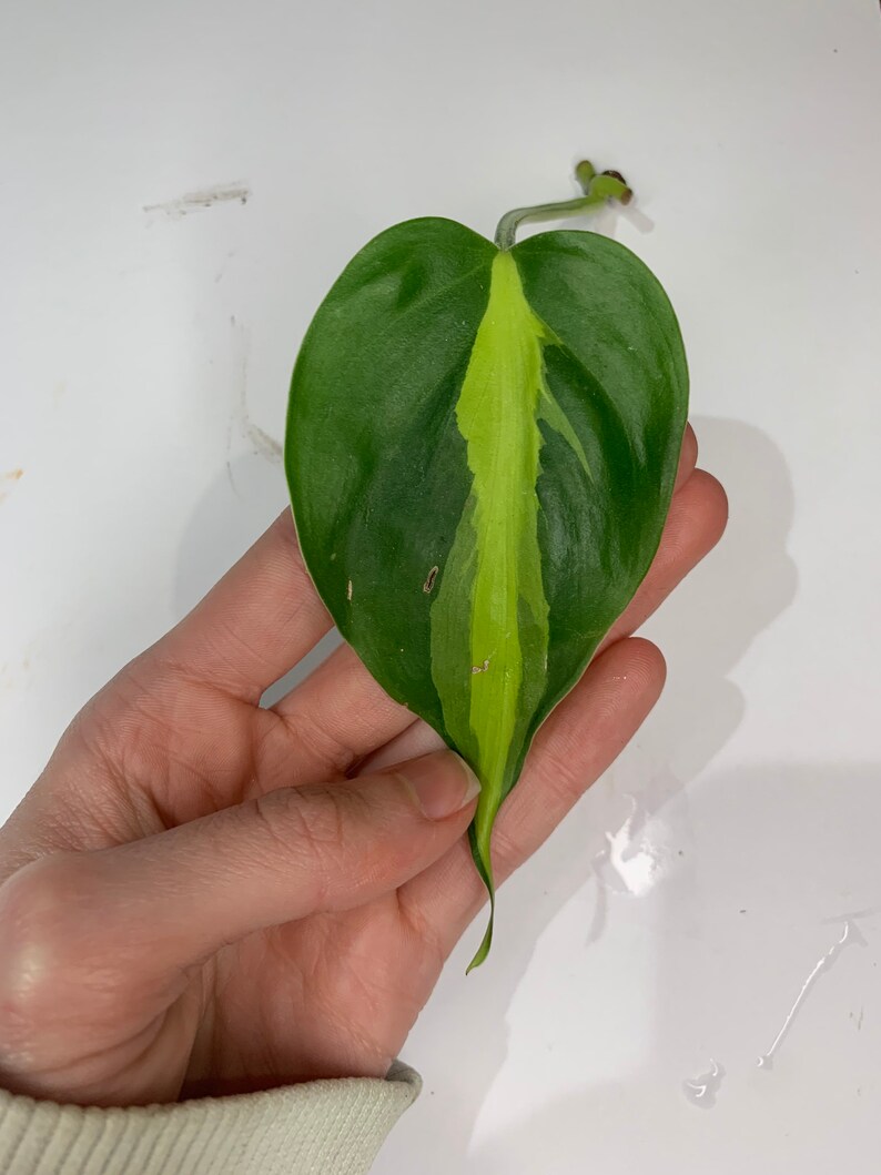 LIVE UNROOTED philodendron brasil cutting