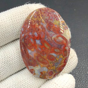Rote Tube Cabochon Palmwurzel...Ovaler Cabochon...44x32x5 mm...65 Cts...A#J9092