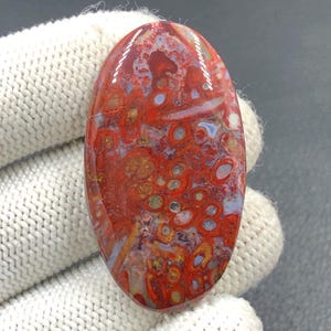 Rote Tube Cabochon Palmwurzel...Ovaler Cabochon...45x25x6 mm...54 Cts...A#J9091