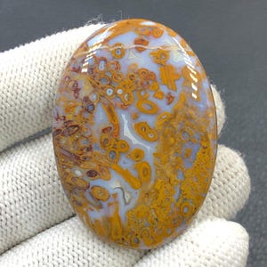 Rote Tube Cabochon Palmwurz...49x35x6 mm...80 Cts...A#J9088