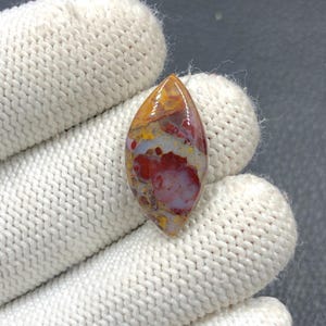 Rote Tube Cabochon Palmwurz...23x12x4 mm...8 Cts...A#J9114