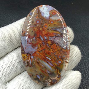 Rode tube cabochon met palmwortel... ovale cabochon... 63 x 38 x 6 mm... 129 kts... A#J9084