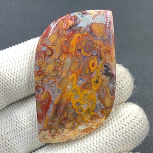 Rote Tube Cabochon Palmwurz...54x30x6 mm...81 Cts...A#J9109