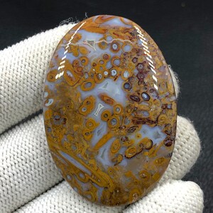Rote Tube Cabochon Palmwurzel...Ovaler Cabochon...50x35x5 mm...77 Cts...A#J9087