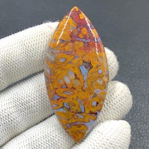Rode tube cabochon met palmwortel... Marquise cabochon... 57 x 27 x 6 mm... 75 kts... A#J9103