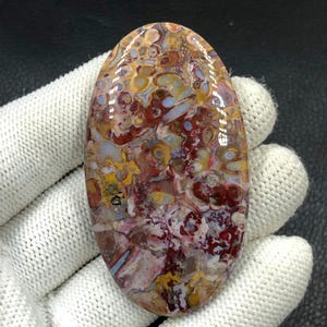 Rode tube cabochon met palmwortel... ovale cabochon... 64 x 36 x 7 mm... 130 kts... A#J9083