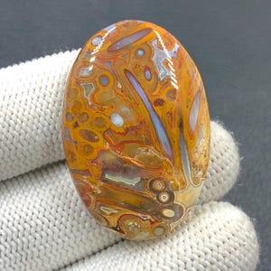Rote Tube Cabochon Palmwurzel...Oval Cabochon...39x27x6 mm...54 Cts...A#J9096