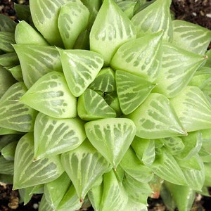 2&quot;, 4&quot;, 6” Pot of Haworthia retusa f. geraldii  Live Succulent Plant