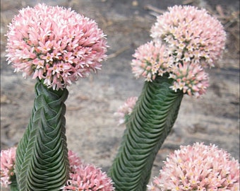 Buy 3 Get 1 Free, 2" Pot of Crassula 'Buddha's Temple' Rare Succulent Plant