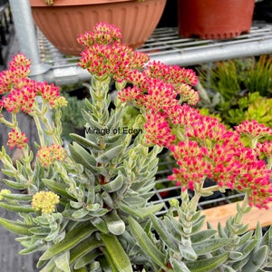 2, 4 Pot of Crassula Mesembryanthoides Succulent Plant image 9