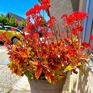 2", 4", 6” Pot of Kalanchoe Sexangularis Six-angled Kalanchoe Red leaves Succulent Plant