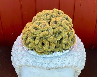 4&quot;, 6”, 8” Pot of Elongata Cristata Brain Cactus Rare succulent Plant