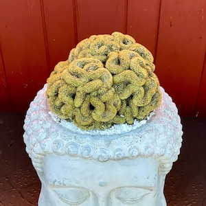 4&quot;, 6”, 8” Pot of Elongata Cristata Brain Cactus Rare succulent Plant