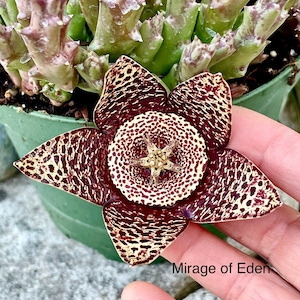 4", 6” Pot of Rare Succulent-Orbea variegata, Asclepiadaceae Stapelia, Starfish Plant, Toad Plant