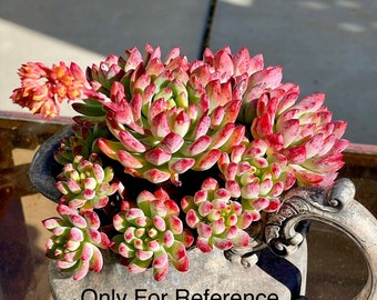 Sedeveria Blue Elf Succulent Plant - Echeveria Blue Apple