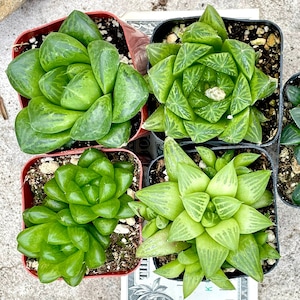 Haworthia Collection-Haworthia mutica, Obtusa, Cooperi, Cymbifos, Retusa in 2" Pots