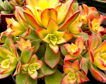 Kiwi Aeonium Tricolor Succulent - 4&quot; Pot