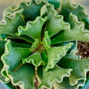 2” 4" Pot of Key Lime Pie, Adromischus cristasus, Crinkle Leaf Plant, Rare Succulent Plant