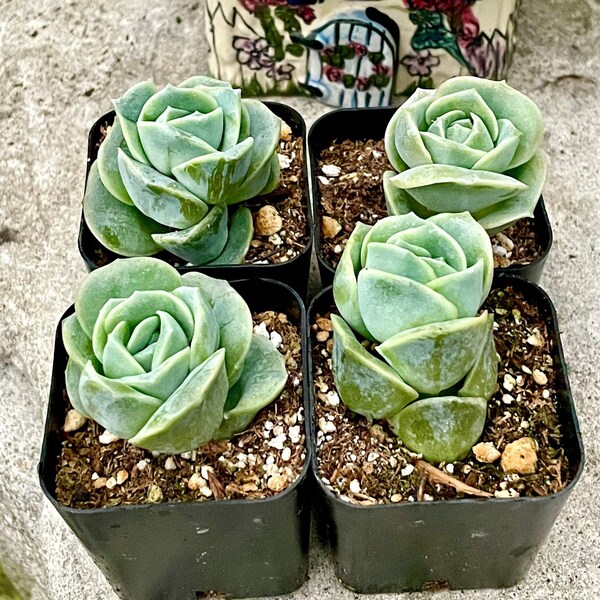 Potted Graptoveria Lovely Rose Succulent - 2" Rare Plant