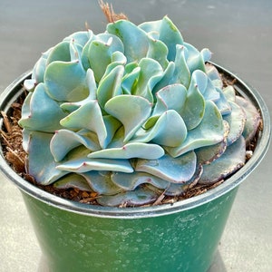 2”, 4&quot; Echeveria Galaxy Blue Rare Succulent Plant Icy Blue Rosette of large Wavy Leaves