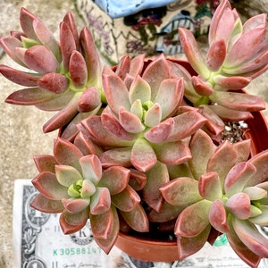 2”, 4&quot; Pot of Graptosedum Coffee Succulent Plants