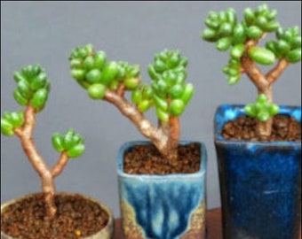 2", 4" Pot of Mini Bonsai Sedum Furfuraceum Eggplant Rare Succulent Plant