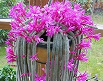 4&quot; 6” 8” Pot of Rat Tail Cactus Succulent Plant Aporocactus Flagelliformis, Rat Tail Cuttings