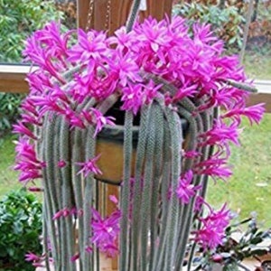 4" 6” 8” Pot of Rat Tail Cactus Succulent Plant Aporocactus Flagelliformis -Shipped Bare Roots