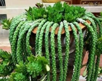 4&quot; Pot of Monadenium Guentheri Sausage Plant Rare Succulent Plant