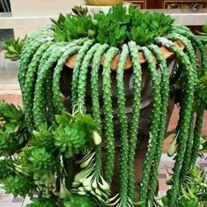 4" Pot of Monadenium Guentheri Sausage Plant Rare Succulent Plant