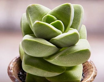 2", 4” Pot of Crassula 'Moonglow' Live Succulent Plant