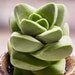 see more listings in the Succulent Plants  section