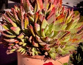 Two Sizes of Aloe Brevifolia, Short-leaved Aloe
