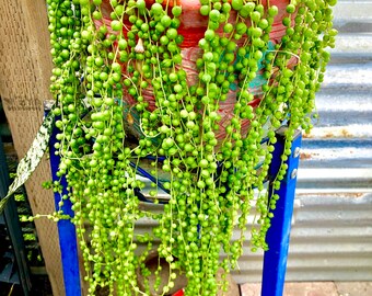 String Of Pearls Plant Etsy