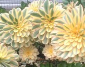4 quot Pot of Rooted Aeonium 39 Sunburst 39 Tricolor Rosette Succulent Variegated Copper Pinwheel