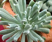 2 quot 5 Pot of Echeveria Runyonii Topsy Turvy Rosette Succulent Plant