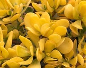 4 quot Crassula ovata Hummel 39 s Sunset Yellow Jade Golden Jade Succulent Plant