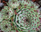 2 4 quot Pot of Sempervivum Calcareum 39 Greenii 39 Cluster Succulent Plant Shipped Bare Roots