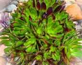6 quot Pot, 4 quot Pot, or Cuttings Aeonium merlot Rare Succulent Purple Leaves