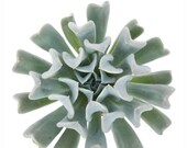 2 quot 5 Pot of Echeveria Runyonii Topsy Turvy Rosette Succulent Plant