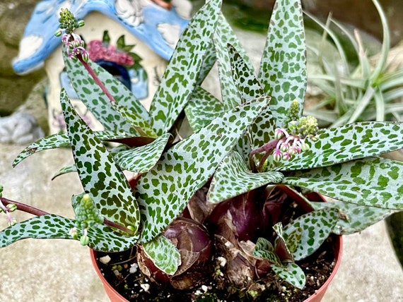 2 4 6 Pot of Silver Squill Ledebouria Socialis - Etsy