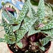 see more listings in the Succulent Plants  section