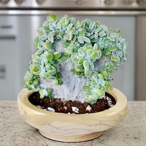 4&quot; Pot of Echeveria Pulvinata Frosty Cristata, Crested Succulent Plant-See the third picture