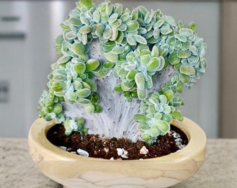 4&quot; Pot of Echeveria Pulvinata Frosty Cristata, Crested Succulent Plant-See the third picture
