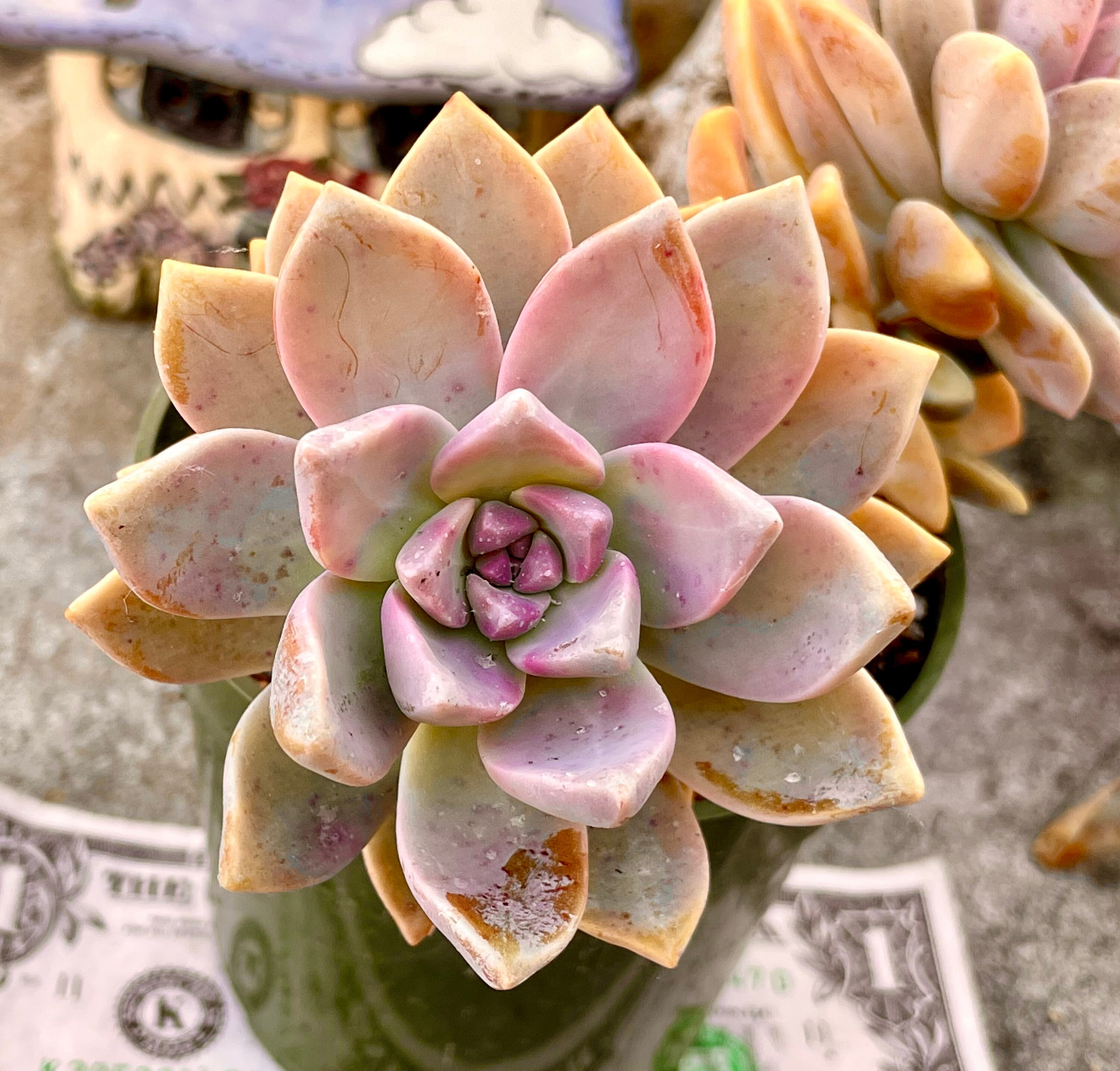 M✧succulent ·͜· ︎︎ᕷ 2”, 4