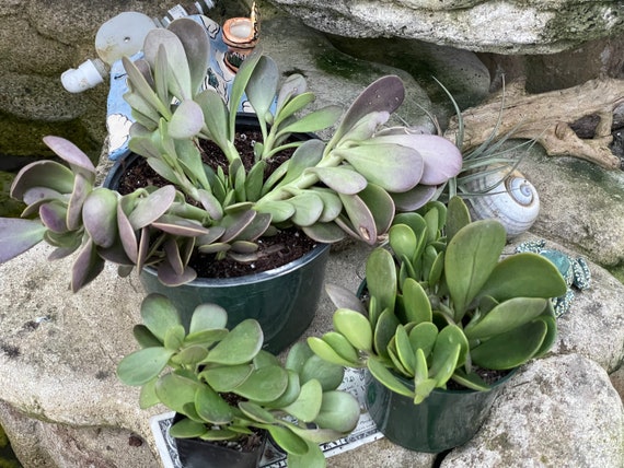 2”, 4”, 6”, 8” Pot of Jade Trailing, Weeping Jade Succulent Plant